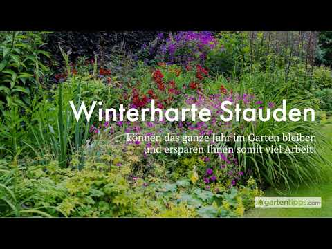 Video: Pflege eines Staudengartens im Winter: Was tun mit Stauden im Winter?