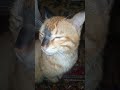 شيما