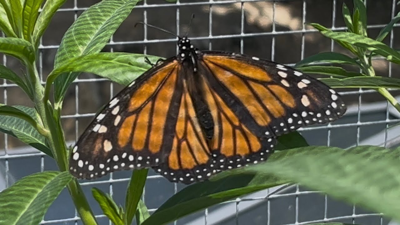 Monarch Butterfly laying Eggs on Swan Plant Again 