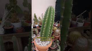 Bu devi göstermem lazımdı #Echinopsispachanoi #sanpedrocactus #kaktüs #kaktus #cactus