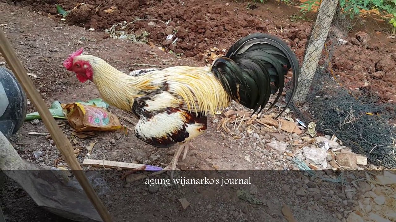 Sekilas tentang ayam pakhoy dan ayam birma, hobby ternak ayam mangon