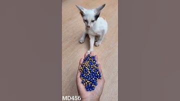 This Cat Was Shocked 😂 Beads Going Reverse! #asmr #shorts #cat #reverse #satisfying #funnycat