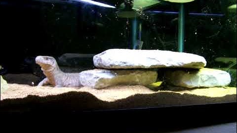 Savannah monitor  Taming tech 1