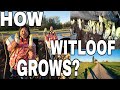 🇵🇭🇧🇪SA ILALIM NG LUPA NA GULAY SA BELGIUM CHICORY/WITLOOF HARVESTING @boholanaexplorerrph