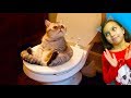 КОТЫ СИЛАЧИ vs СЛАБАКИ ! ЛУЧШИЙ НЕ ЗАСМЕЙСЯ ЧЕЛЛЕНДЖ Funny Cats Попробуй не засмеяться Валеришка