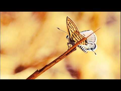 Missqulater - Everyday