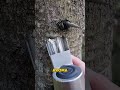 How pine Tree Sap That Turns Into Skincare?! 🌲✨ #nature #beauty #how #shorts
