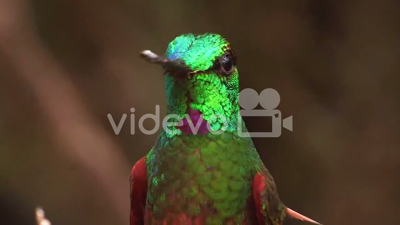 Extreme close up slow motion shot of a Rainbow Starfrontlet hummingbird　石川侑作