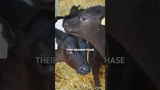Calf feeding regime on the ABP Demo Farm
