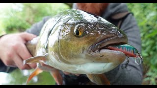 This Tiny Crank Bait Gets CRUSHED By Big River Fish!