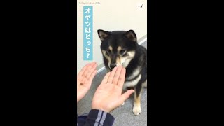 「こんなの楽勝だワン♪」飼い主さんと当てっこゲームをする黒柴ちゃん → その結果は…(`;ω;´)