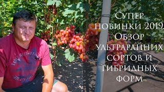 видео: Суперновинки 2019 и обзор ультраранних сортов и гибридных форм винограда картинка: Суперновинки 2019 и обзор ультраранних сортов и гибридных форм винограда
