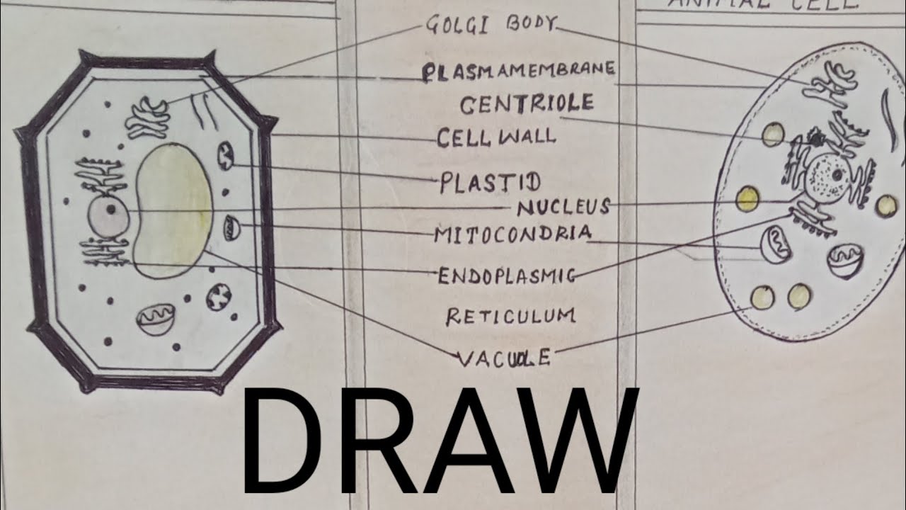 How to draw plant cell and animal cell easy-step by step #cell - YouTube