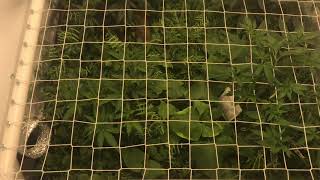 Timber Grow Vlog, Living Soil Update 3 take 2, SCROG