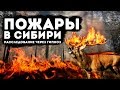 Пожары в Сибири. Расследование через гипноз!