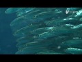 イワシの群れに入ってみた! - In a school of sardine