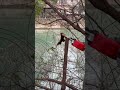 JOVANT Power Pole electric shears#treework #treecutting #powertools #scissors www.jovant.com