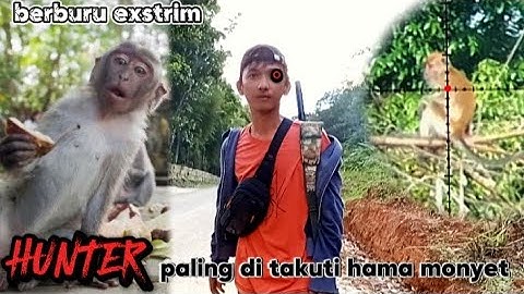 BERBURU MONYET EKOR PANJANG//KERA LIAR YANG MENJARAH PERKEBUNAN