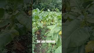 #kebun#tembakow#petani