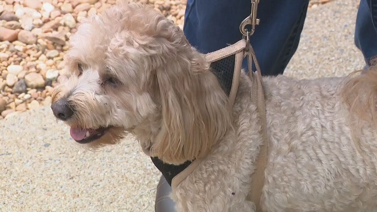 Coyote takes off with small dog, drops it on busy Cobb road | WSB-TV