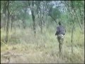 Moments of Truth Part 4 Hunting African Lion with Recurve Bow!