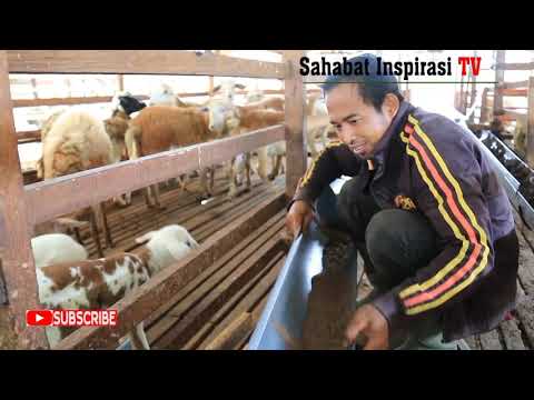 Video: Kambing Yang Berguna