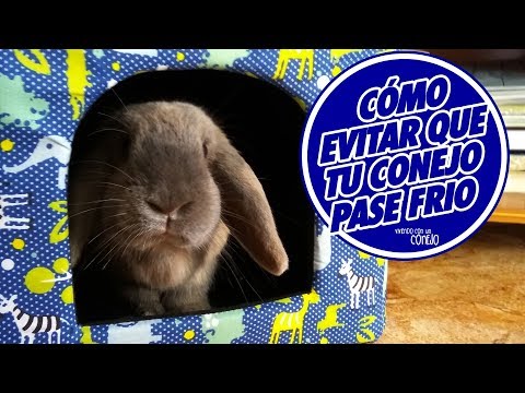 Video: Dieta casera para perros con enfermedad renal