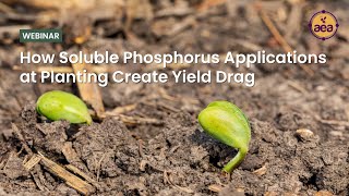 How Soluble Phosphorus Applications at Planting Create Yield Drag