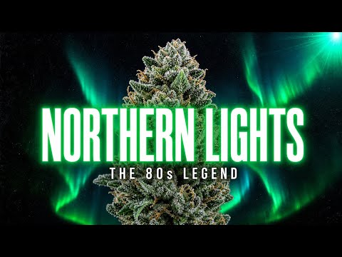 Northern Lights: The 80s Strain That Built Modern Cannabis