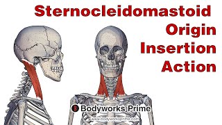 Sternocleidomastoid Anatomy: Origin, Insertion & Action