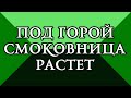 Под горой смоковница растет