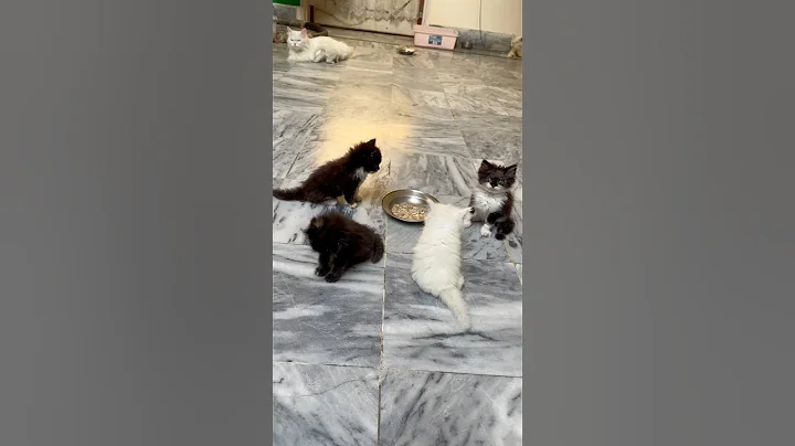 Watch the video about Very cute lovely persian kitten triple coated