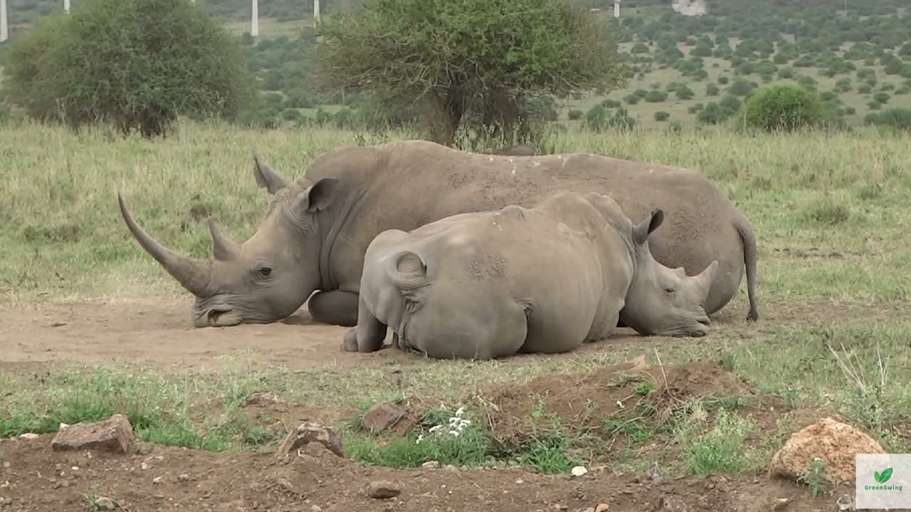 A Savannah experience with Rhinos & company