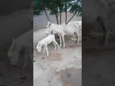 Super murrah donkey meeting