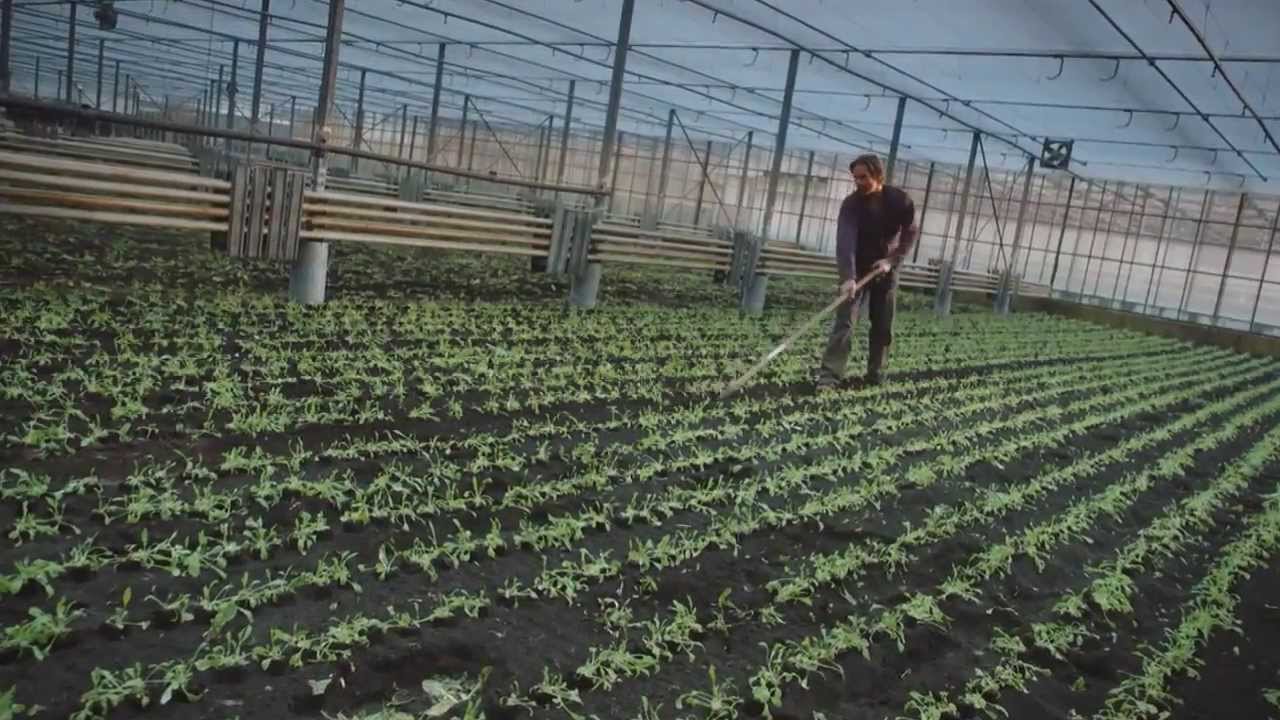 Teler David Luijendijk