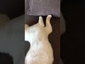 Sizin Kediniz nasıl uyuyor