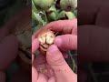 Fruit farm  fruit satisfying  fruit fresh  fruit cutting  walnut  shorts fruit