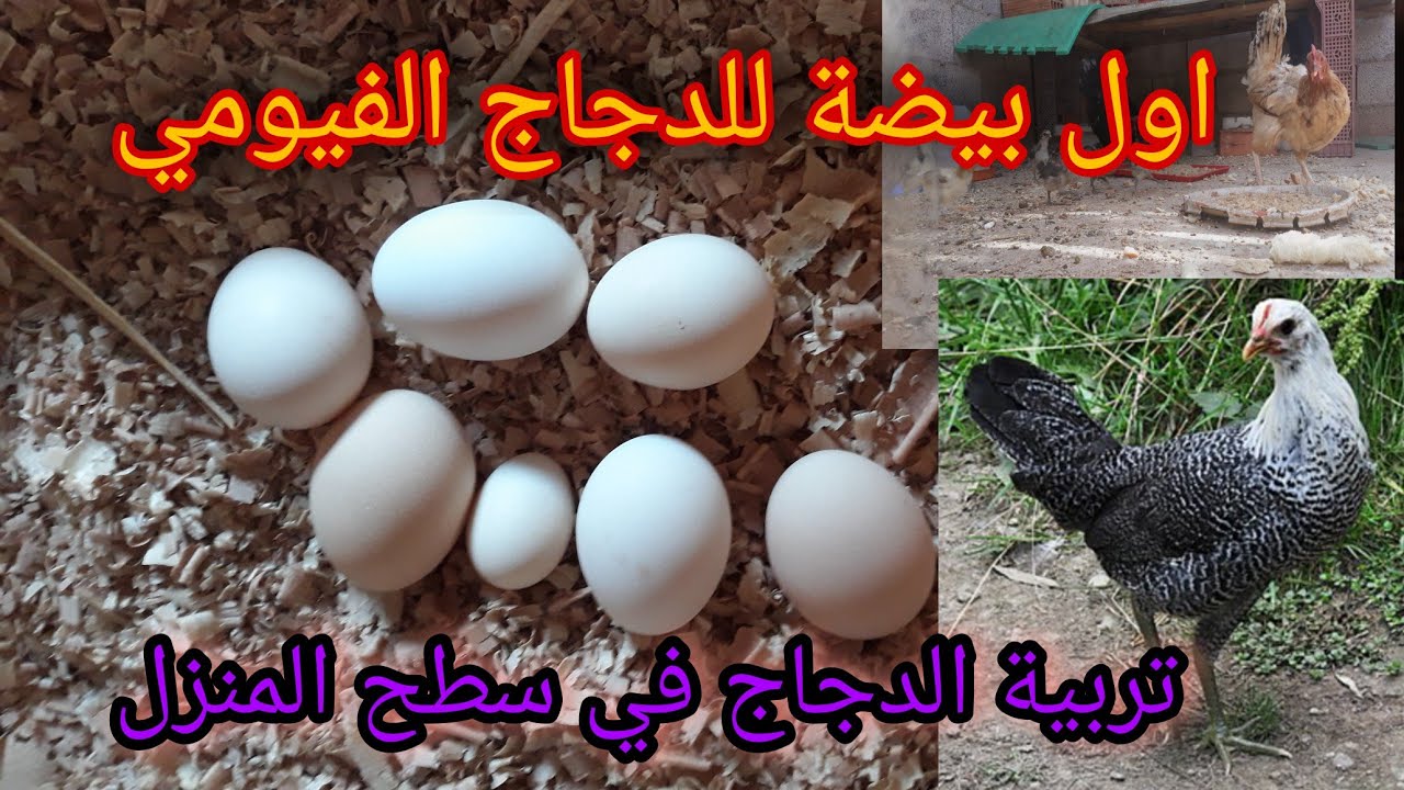 أول بيضة للفيومي عمر خمسة أشهر