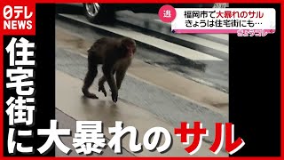 大捕物も捕獲ならず…相次ぐ“大暴れ”サルの目撃　福岡（2021年6月4日放送「news every.」より）