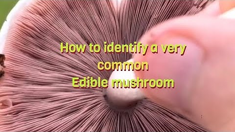 How to get a spore print and identify a very common edible wild mushroom.