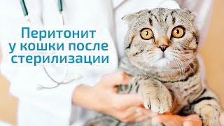Перитонит у кошки после стерилизации