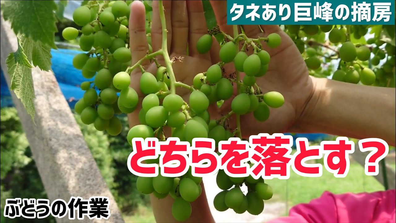 Grape Cultivation: How to Thin Seeded Kyoho Grapes—Which Ones