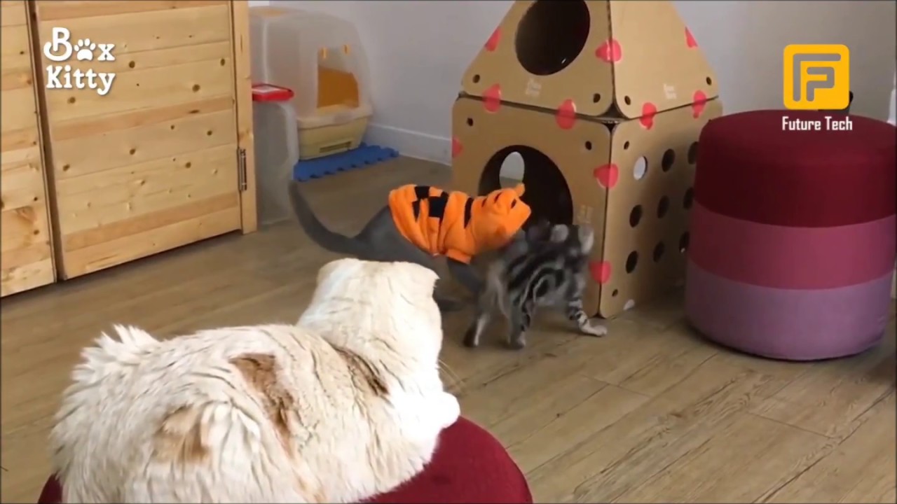 feture tech boxkitty