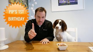 PIP'S FIRST BIRTHDAY!