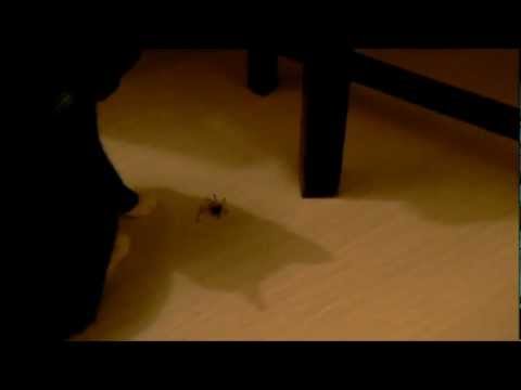 LOL CATS VS BIG SPIDER