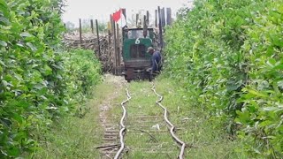 LOKOMOTIF KECIL TENAGA BADAK || KERETA ANGKUTAN TEBU