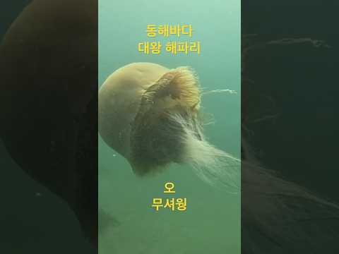 ❤️더잘난❤️다가오는데 깜놀 겁나크니까 무셔웡 ㅋ#다이빙 #더잘난 #번개맨 #딥다이빙 #scubadiving #양양 #플랙스다이빙 #씨앤쏘울 #<strong>diving</strong>