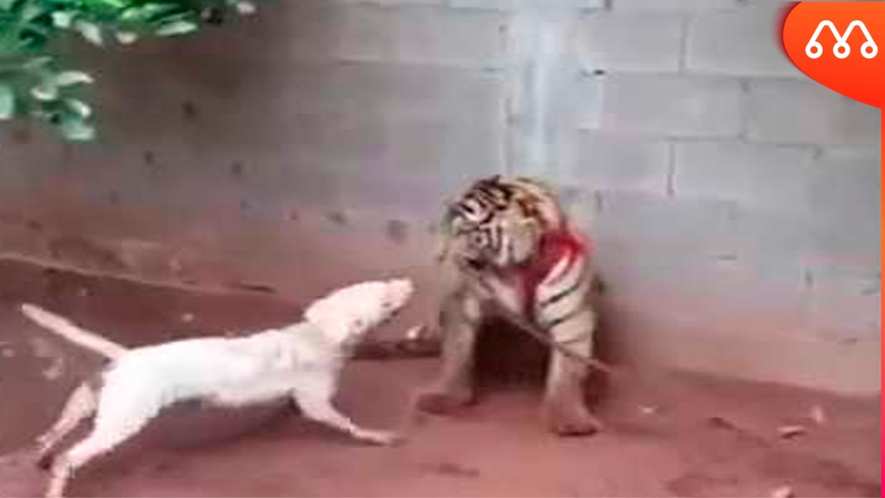 CÃO ATACA TIGRE E LEVA A PIOR YouTube