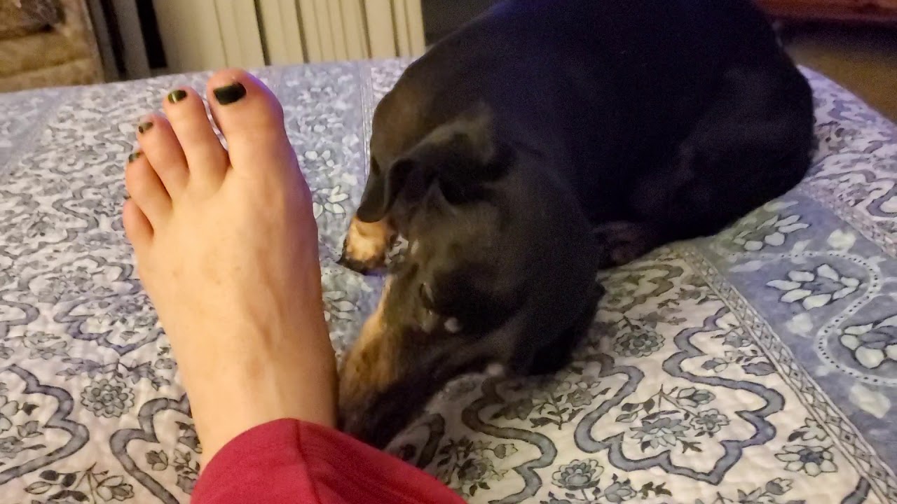 Toe Licking Feet