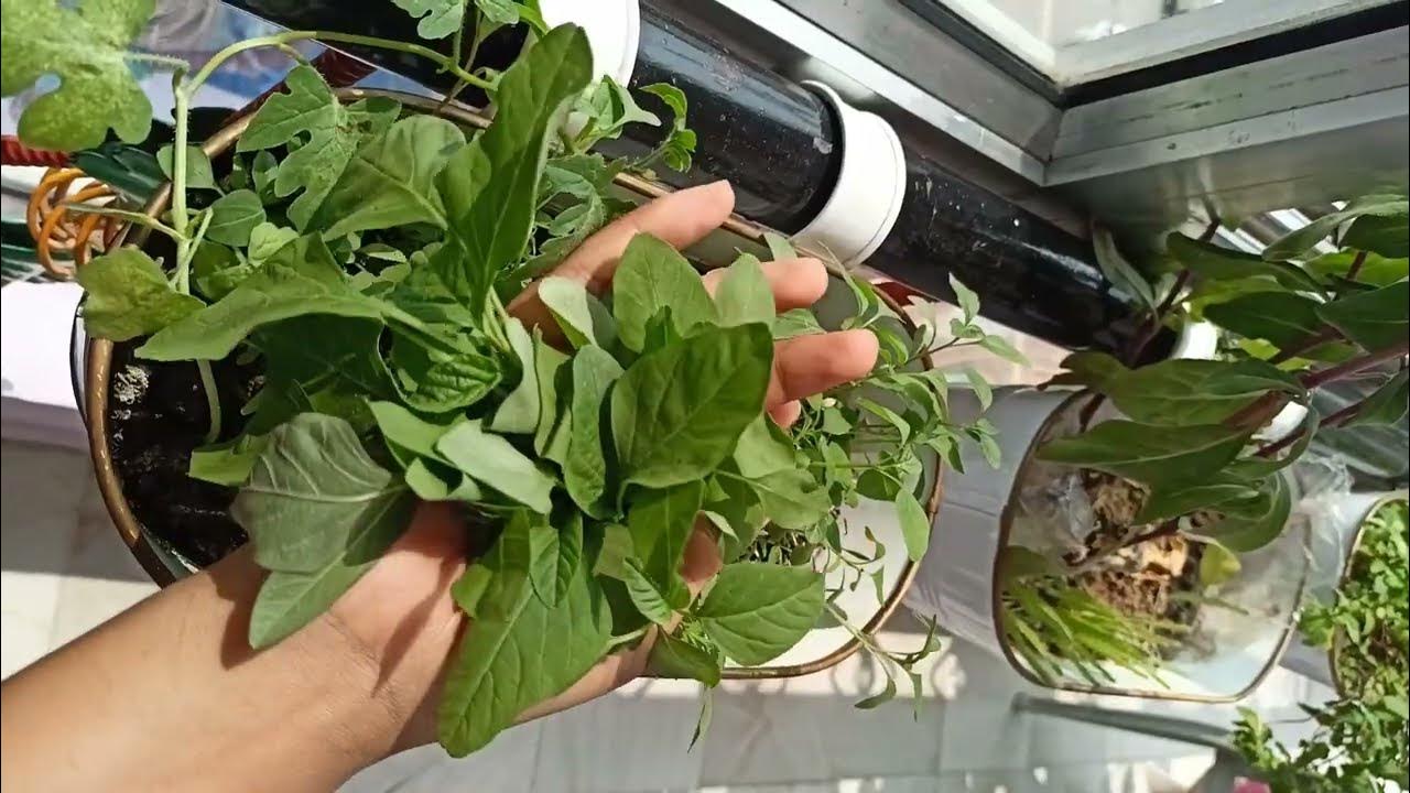 Baby spinach in small hanging planter💚 how to grow spinach in your